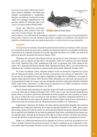 Campos Sulinos | Capítulo 6

tos, uma vez que, para se diferenciar entre rizoma, rizóforo e xilopódio, é necessária uma
avaliação morfoanatômica e ontogenética.
Espécies com rizóforos e rizomas têm a capacidade de se propagar vegetativamente e tal
processo também foi observado para V. flexuosa nos Campos Sulinos (Fidelis 2008).
Apesar das diferenças anatômicas
e morfológicas, tanto rizomas como rizóFigura 6.7 Rizóforo de Vernonia flexuosa.
foros têm a mesma função: são órgãos de
reserva típicos, com capacidade de propagação vegetativa e regeneração após eventos de distúrbio.
Desta forma, espécies com tais estruturas apresentam vantagem em ambientes sob influência do
distúrbio, possibilitando assim sua rápida regeneração e a sobrevivência de suas populações.

Xilopódios
Como já acima mencionado, xilopódio foi primeiramente descrito por Lindman (1906), apontando a importância destas estruturas para a dinâmica da vegetação. Espécies com xilopódio também são
características de vegetação campestre de Cerrado (Appezzato-da-Glória et al. 2008), com mais de 90
gêneros já descritos possuindo tal estrutura (Rizzini 1965).
Xilopódios são estruturas subterrâneas lenhosas, que podem ser tanto radiculares ou caulinares
(ou ambos), que se originam do hipocótilo e raiz primária. Podem ser estruturas sem forma definida
(Fig. 6.8A), cilíndricas (Fig. 6.8B), turbiniforme (Fig. 6.8C) ou globosas (Fig. 6.8D) (Rizzini & Heringer 1961, Appezzato-da-Glória & Estelita 2000, Appezzato-da-Glória 2003), com desenvolvimento
dependente das condições ambientais ou geneticamente determinado (Rizzini & Heringer 1961).
De acordo com Rizzini (1965), xilopódio também ocorre em formações campestres em outros
tipos de vegetação do mundo, porém são descritos erroneamente como rizomas ou “lignotubers”. Estes, por sua vez, são órgãos de reserva típicos, originados na região do nó cotiledonar e, ou a partir de
regiões nodais superiores (James 1984, Burrows 2002). Xilopódios, por outro lado, não possuem tecido parenquimático típico de reserva, somente parênquima xilemático (Appezzato-da-Glória & Estelita
2000). Assim sendo, “lignotubers” se diferenciam de xilopódios na sua origem ontogênica, estrutura
e origem das gemas (Appezzato-da-Glória et al. 2008).
Talvez a função mais importante do xilopódio esteja relacionada ao seu grande potencial gemífero como já observado por Rizzini & Heringer (1961, 1962), uma vez que esta estrutura abriga diversas
gemas. Estas se encontram geralmente distribuídas de forma irregular por toda superfície do xilopódio, mas na maioria das vezes encontram-se mais próximas à superfície (Appezzato-da-Glória et al.
2008). Em xilopódios de uma espécie de arbustos dos Campos Sulinos (Eupatorium ligulaefolium,
Asteraceae) foram encontradas mais de 100 gemas/estrutura (Fidelis et al. submetido1).
Leguminosae e Asteraceae são famílias com várias espécies apresentando xilopódio como estrutura
subterrânea (ver revisão para Asteraceae do Cerrado em Appezzato-da-Glória et al. 2008). Após a passagem do fogo, vários novos rebrotes podem ser observados provenientes das gemas subterrâneas localizadas na superfície dos xilopódios de tais espécies, garantindo desta forma, a persistência das mesmas nestes ambientes após a remoção da sua biomassa aérea. Mas se o rebrote acontece e de forma tão marcante,
de onde são alocados os nutrientes para tal evento, se xilopódios não possuem parênquima de reserva?
Braga et al. (2006) demonstraram que no xilopódio de Ocimum nudicaule as variações no conteúdo e tamanho molecular das pectinas na parede, em adição a mudanças na sua composição e estrutura, podem estar relacionadas à função de reserva, assim como à expansão celular, ambos os processos

93

 