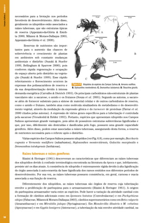 Campos Sulinos | Capítulo 6

necessários para a brotação nos períodos
favoráveis de desenvolvimento. Além disso,
geralmente os xilopódios estão associados a
raízes tuberosas, que são estruturas típicas
de reserva (Appezzato-da-Glória & Estelita 2000, Milanez & Moraes-Dallaqua 2003,
Appezzato-da-Glória et al. 2008).
Reservas de nutrientes são importantes para o aumento das chances de
sobrevivência e crescimento de plantas
em ambientes sob constante mudanças
ambientais e distúrbio (Suzuki & Stuefer
1999, Bellingham & Sparrow 2000), pois
conferem rápida regeneração e ocupação
do espaço aberto pelo distúrbio na vegetação (Suzuki & Stuefer 1999). Esse rápido
rebrotamento e florescimento ocorrem às
Figura 6.8 Xilopódios de espécies dos Campos Sulinos. A. Vernonia nudiflora.
expensas dos polissacarídeos de reserva e
B. Stylosanthes montevidensis. C. Desmanthus tatuhyensis. D. Tibouchina gracilis.
da sua despolimerização devido à intensa
demanda energética (Carvalho & Dietrich 1993). Os principais carboidratos não-estruturais de plantas
vasculares são: a sacarose, o amido e os frutanos (Souza et al. 2005). Segundo as autoras, a sacarose além de fornecer substrato para a síntese de material celular e de outros carboidratos de reserva,
como o amido e frutano, também atua como molécula sinalizadora do metabolismo e do desenvolvimento vegetal, através da modulação da expressão gênica e do turnover de proteínas (Farrar et al.
2000 citados pelas autoras). A expressão de vários genes específicos para a tuberização é controlada
pela sacarose (Vreudenhil & Helder 1992). Portanto, espécies que apresentam xilopódio nos Campos
Sulinos apresentam grande vantagem, pois além de possuírem estruturas subterrâneas lignificadas e
que, por isso, dificilmente são destruídas e danificadas pelo fogo, possuem uma grande capacidade
gemífera. Além disso, podem estar associadas a raízes tuberosas, assegurando desta forma, a reserva
de nutrientes necessária para o rebrote após o distúrbio.
Várias espécies dos Campos Sulinos possuem xilopódios (ver Fig. 6.8), como por exemplo, Baccharis
cognata e Vernonia nudiflora (subarbustos), Stylosanthes montevidensis, Galactia marginalis e
Desmanthus tatuhyensis (herbáceas).

Raízes tuberosas e raízes gemíferas
Rizzini & Heringer (1961) descreveram as características que diferenciam as raízes tuberosas
dos xilopódios devido à confusão terminológica encontrada na literatura da época e que, infelizmente,
persiste até os dias atuais. A consistência do xilopódio é extremamente rígida devido à alta lignificação
do órgão associada à auto-enxertia da base lignificada dos ramos emitidos nos diferentes períodos de
desenvolvimento. Por sua vez, as raízes tuberosas possuem consistência, em geral, carnosa e macia
associada a sua função de reserva.
Diferentemente dos xilopódios, as raízes tuberosas são órgãos de reserva cuja tuberização
envolve a proliferação de parênquima para o armazenamento (Rizzini & Heringer 1961). A origem
do parênquima armazenador varia entre as espécies. Pode haver a variação da atividade cambial com
a formação de câmbios adicionais como em Ipomoea batatas (Convolvulaceae) e em Pachyrhizus
ahipa (Fabaceae, Milanez & Moraes-Dallaqua 2003), câmbios supernumerários como em Beta vulgaris
(Amaranthaceae) e em Mirabilis jalapa (Nyctaginaceae). Em Mandevilla illustris e M. velutina
(Apocynaceae) e em Gyptis lanigera (Asteraceae), a tuberização da raiz envolve atividade cambial, na
94

 
