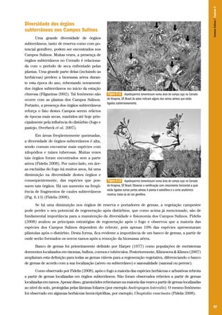 Campos Sulinos | Capítulo 6

Diversidade dos órgãos
subterrâneos nos Campos Sulinos
Uma grande diversidade de órgãos
subterrâneos, tanto de reserva como com potencial gemífero, podem ser encontrados nos
Campos Sulinos. Muitas vezes, a presença de
órgãos subterrâneos no Cerrado é relacionada com o período de seca enfrentado pelas
plantas. Uma grande parte delas (incluindo as
herbáceas) perdem a biomassa aérea durante esta época do ano, rebrotando novamente
dos órgãos subterrâneos no início da estação
chuvosa (Filgueiras 2002). Tal fenômeno não
ocorre com as plantas dos Campos Sulinos.
Portanto, a presença dos órgãos subterrâneos
reforça o fato destes Campos serem relictos
de épocas mais secas, mantidos até hoje principalmente pela influência do distúrbio (fogo e
pastejo, Overbeck et al. 2007).
Em áreas freqüentemente queimadas,
a diversidade de órgãos subterrâneos é alta,
sendo comum encontrar mais espécies com
xilopódios e raízes tuberosas. Muitas vezes
tais órgãos foram encontrados sem a parte
aérea (Fidelis 2008). Por outro lado, em áreas excluídas do fogo há muitos anos, há uma
diminuição na diversidade destes órgãos e
consequentemente, das espécies que possuem tais órgãos. Há um aumento na freqüência de fragmentos de caules subterrâneos
(Fig. 6.13) (Fidelis 2008).

Figura 6.11 Aspidosperma tomentosum numa área de campo sujo no Cerrado
de Itirapina, SP, Brasil. As setas indicam alguns dos ramos aéreos que estão
ligados subterraneamente.

Figura 6.12 Aspidosperma tomentosum numa área de campo sujo no Cerrado
de Itirapina, SP, Brasil. Observar a ramificação com crescimento horizontal a qual
estão ligadas outras partes aéreas. A planta é sobolífera e o corte anatômico
mostrou tratar-se de raiz gemífera.

Se há uma diminuição nos órgãos de reserva e portadores de gemas, a vegetação campestre
pode perder o seu potencial de regeneração após distúrbios, que como acima já mencionado, são de
fundamental importância para a manutenção da diversidade e fisionomia dos Campos Sulinos. Fidelis
(2008) avaliou as principais estratégias de regeneração após o fogo e observou que a maioria das
espécies dos Campos Sulinos dependem do rebrote, pois apenas 10% das espécies apresentaram
plântulas após o distúrbio. Desta forma, fica evidente a importância de um banco de gemas, a partir de
onde serão formados os novos ramos após a remoção da biomassa aérea.
Banco de gemas foi primeiramente definido por Harper (1977) como populações de meristemas
dormentes localizados em rizomas, bulbos, cormos e tubérculos. Posteriormente, Klimesova & Klimes (2007)
ampliaram esta definição para todas as gemas viáveis para a regeneração vegetativa, diferenciando o banco
de gemas de acordo com a sua localização (aéreo ou subterrâneo) e sazonalidade (sazonal ou perene).
Como observado por Fidelis (2008), após o fogo a maioria das espécies herbáceas e arbustivas rebrota
a partir de gemas localizadas em órgãos subterrâneos. Não foram observados rebrotes a partir de gemas
localizadas em ramos. Apesar disso, graminóides rebrotaram na maioria das vezes a partir de gemas localizadas
ao nível do solo, protegidas pelas lâminas foliares (por exemplo Andropogon lateralis). O mesmo fenômeno
foi observado em algumas herbáceas hemicriptófitas, por exemplo, Chaptalia runcinata (Fidelis 2008).
97

 