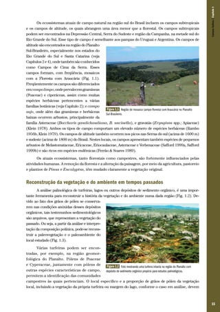 15
Os ecossistemas atuais de campo natural na região sul do Brasil incluem os campos subtropicais
e os campos de altitude, os quais abrangem uma área menor que a florestal. Os campos subtropicais
podem ser encontrados na Depressão Central, Serra do Sudeste e região da Campanha, na metade sul do
Rio Grande do Sul. Esse tipo de campo é semelhante aos pampas do Uruguai e Argentina. Os campos de
altitude são encontrados na região do Planalto
Sul-Brasileiro, especialmente nos estados do
Rio Grande do Sul e Santa Catarina (veja
Capítulos2e4),ondetambémsãoconhecidos
como Campos de Cima da Serra. Esses
campos formam, com freqüência, mosaicos
com a Floresta com Araucária (Fig. 1.1).
Freqüentemente os campos são diferenciados
emcampolimpo,ondeprevalecemgramíneas
(Poaceae) e ciperáceas, assim como muitas
espécies herbáceas pertencentes a várias
famílias botânicas (veja Capítulo 2); e campo
sujo, onde além das gramíneas e herbáceas
baixas ocorrem arbustos, principalmente da
família Asteraceae (Baccharis gaudichaudiana, B. uncinella), e gravatás (Eryngium spp.; Apiaceae)
(Klein 1978). Ambos os tipos de campo comportam um elevado número de espécies herbáceas (Rambo
1956b, Klein 1979). Os campos de altitude também ocorrem nos picos nas Serras do sul (acima de 1600 m)
e sudeste (acima de 1800 m) do Brasil. Nestes locais, os campos apresentam também espécies de pequenos
arbustos de Melastomataceae, Ericaceae, Eriocaulaceae, Asteraceae e Verbenaceae (Safford 1999a, Safford
1999b) e são ricos em espécies endêmicas (Ferrão & Soares 1989).
Os atuais ecossistemas, tanto florestais como campestres, são fortemente influenciados pelas
atividades humanas. A remoção da floresta e a alteração da paisagem, por meio da agricultura, pastoreio
e plantios de Pinus e Eucalyptus, têm mudado claramente a vegetação original.
Reconstrução da vegetação e do ambiente em tempos passados
A análise palinológica de turfeiras, lagos ou outros depósitos de sedimento orgânico, é uma impor-
tante ferramenta para reconstruir a história da vegetação e do ambiente numa dada região (Fig. 1.2). De-
vido ao fato dos grãos de pólen se conserva-
rem nas condições anóxidas desses depósitos
orgânicos, tais testemunhos sedimentológicos
são arquivos, que representam a vegetação do
passado. Ou seja, a partir da análise e interpre-
tação da composição polínica, pode-se recons-
truir a paleovegetação e o paleoambiente do
local estudado (Fig. 1.3).
Várias turfeiras podem ser encon-
tradas, por exemplo, na região geomor-
fológica do Planalto. Pólens de Poaceae
e Cyperaceae, juntamente com pólens de
outras espécies características de campo,
permitem a identificação das comunidades
campestres às quais pertenciam. O local específico e a proporção de grãos de pólen da vegetação
local, incluindo a vegetação da própria turfeira ou margem do lago, conforme o caso em análise, devem
Figura 1.1 Região de mosaico campo-floresta com Araucária no Planalto
Sul-Brasileiro.
Figura 1.2 Foto mostrando uma turfeira intacta na região do Planalto com
depósito de sedimento orgânico propício para estudos palinológicos.
CamposSulinos|Capítulo1
 
