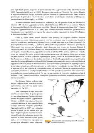 95
qual é produzida grande proporção de parênquima vascular (Appezzato-da-Glória & Estelita-Teixeira
2000; Appezzato-da-Glória et al. 2008). Enquanto, nas asteráceas: Vernonia brevifolia (Hayashi
& Appezzato-da-Glória 2007) e Vernonia oxylepis (Vilhalva & Appezzato-da-Glória 2006) ocorre a
proliferação do periciclo e em Smallanthus sonchifolius a tuberização resulta da proliferação do
parênquima cortical (Machado et al. 2004).
As raízes tuberosas axiais resultam da tuberização da raiz primária como em Mandevilla
illustris e M. velutina (Appezzato-da-Glória & Estelita-Teixeira 2000), Vernonia oxylepis (Vilhalva
& Appezzato-da-Glória 2006) e Vernonia brevifolia (Hayashi & Appezzato-da-Glória 2007) e Gyptis
lanigera (Appezzato-da-Glória et al. 2008), mas há raízes tuberosas adventícias que resultam da
tuberização, como o próprio nome sugeriu, das raízes adventícias (Appezzato-da-Glória 2003, Hayashi
& Appezzato-da-Glória, 2007).
Como já acima citado, muitas espécies com presença de xilopódio também possuem
raízes tuberosas, onde estão armazenadas as reservas necessárias para o crescimento, floração e
também, regeneração pós-distúrbio. Em espécies do Cerrado esta associação é bem conhecida. Em
Lessingianthus bardanoides, L. glabratus, Pterocaulon angustifolium e Vernonia grandiflora
(Asteraceae, com presença de xilopódio e raízes tuberosas com reserva de frutanos, Hayashi &
Appezzato-da-Glória2007).JáemMandevillavelutinaeMandevillaillustris(Apocynaceae,presença
de xilopódio e raízes tuberosas, Appezzato-da-Glória & Estelita 2000). Outras espécies do Cerrado,
como por exemplo, Vernonia oxylepis, apresentam apenas uma raiz tuberosa típica, com acúmulo
de gotas lipídicas e cristais de inulina e presença de gemas (Vilhalva & Appezzato-da-Glória 2006).
Em Asteraceae, os frutanos do tipo inulina encontram-se distribuídos, principalmente, no parênquima
vascular (Tertuliano & Figueiredo-Ribeiro 1993). Nas raízes tuberosas de Vernonia oxylepis (Vilhalva &
Appezzato-da-Glória 2006), os cristais de inulina estão presentes no parênquima de origem pericíclica,
já nas raízes adventícias de Richterago estão no córtex interno e no cilindro vascular (Melo-de-Pinna
& Menezes 2003). Nos rizóforos de Vernonia herbacea e V. platensis (Hayashi & Appezzato-da-Glória
2005) e de Smallanthus sonchifolius (Machado et al. 2004) os cristais de inulina estão acumulados,
principalmente, no parênquima cortical. Por sua vez, nas espécies de Vernonia, estudadas por Sajo &
Menezes (1986), estão acumulados no parênquima proveniente de câmbios acessórios no interior do
xilema secundário.
Nos Campos Sulinos podemos citar
Pfaffia tuberosa como uma espécie típica
apresentando raiz tuberosa (para outros
exemplos, ver Fig. 6.9).
Após a passagem do fogo, indivíduos
de P. tuberosa rebrotam de gemas presen-
tes nas raízes tuberosas. Na raiz axial moni-
liforme de Gyptis lanigera (Appezzato-da-
Glória et al. 2008) e nas raízes de Vernonia
oxylepis (Vilhalva & Appezzato-da-Glória
2006) e Vernonia brevifolia (Hayashi &
Appezzato-da-Glória, 2007) são verificadas
gemas ao longo da raiz mesmo sem que
haja a fragmentação das mesmas. No entan-
to, em Mandevilla velutina e Mandevilla
illustris as raízes somente formam gemas
após o seu seccionamento (Apocynaceae,
presença de xilopódio e raízes tuberosas,
Figura 6.9 Raízes tuberosas de espécies dos Campos Sulinos. A. Raiz tuberosa
axial. B-C. Raízes tuberosas adventícias.
CamposSulinos|Capítulo6
 