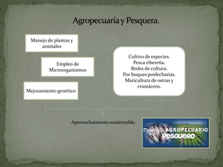Manejo de plantas y
animales
Empleo de
Microorganismos
Mejoramiento genético
Cultivo de especies.
Pesca ribereña.
Redes de cultura.
Por buques posfecharías.
Maricultura de ostras y
crustáceos.
Aprovechamiento sustentable.