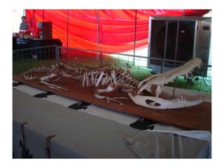 Campout at turtle bayou