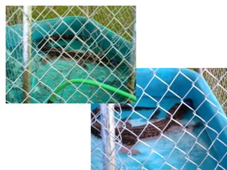 Campout at turtle bayou