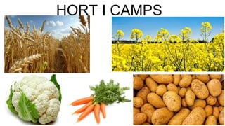 HORT I CAMPS
 