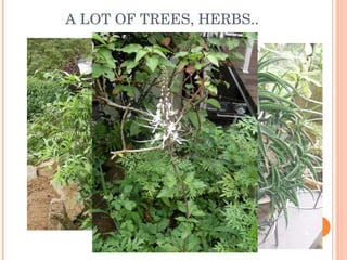 A LOT OF TREES, HERBS.. 