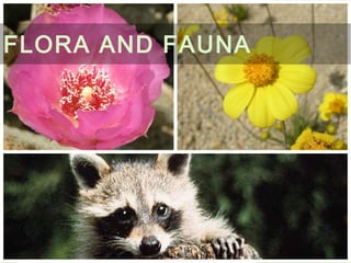 FLORA AND FAUNA
 