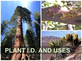 PLANT I.D. AND USES
 