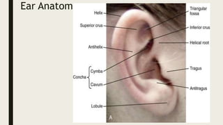 Ear Anatomy
 