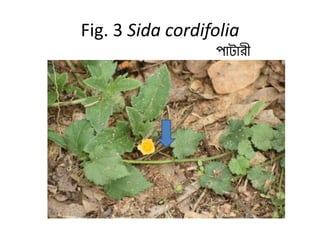 Fig. 3 Sida cordifolia
পাটারী
 