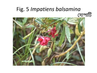 Fig. 5 Impatiens balsamina
ম াপাটট
 