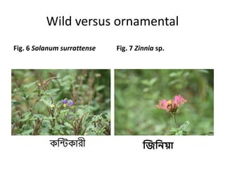 Wild versus ornamental
Fig. 6 Solanum surrattense Fig. 7 Zinnia sp.
কতিকারী জিনিয়া
 