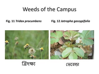 Weeds of the Campus
Fig. 11 Tridax procumbens Fig. 12 Jatropha gossypifolia
মিররন্ডা
ষ্পি ক্ষ্য
 
