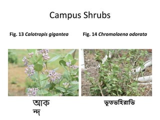 Campus flora of GGDC Lalgarh.pptx