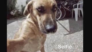 Selfie
 