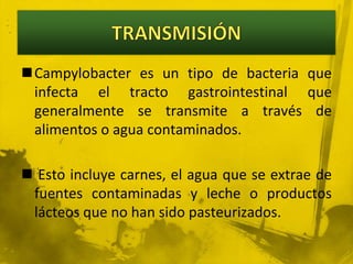 TRANSMISIÓN Campylobacter es un tipo de bacteria que infecta el tracto gastrointestinal que generalmente se transmite a través de alimentos o agua contaminados. Esto incluye carnes, el agua que se extrae de fuentes contaminadas y leche o productos lácteos que no han sido pasteurizados.