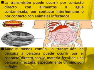 La transmisión puede ocurrir por contacto directo con alimentos o agua contaminada, por contacto interhumano o por contacto con animales infectados.Aunque menos común, la transmisión de persona a persona puede ocurrir por el contacto directo con la materia fecal de una persona infectada, especialmente un niño con pañales.
