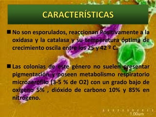 CARACTERÍSTICASNo son esporulados, reaccionan Positivamente a la oxidasa y la catalasa y su temperatura óptima de crecimiento oscila entre los 25 y 42 º C. Las colonias de este género no suelen presentar pigmentación y poseen metabolismo respiratorio microaerófilo (3-5 % de O2) con un grado bajo de oxigeno 5% , dióxido de carbono 10% y 85% en nitrógeno.