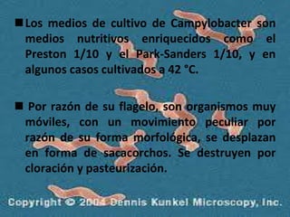 Los medios de cultivo de Campylobacter son medios nutritivos enriquecidos como el Preston 1/10 y el Park-Sanders 1/10, y en algunos casos cultivados a 42 °C. Por razón de su flagelo, son organismos muy móviles, con un movimiento peculiar por razón de su forma morfológica, se desplazan en forma de sacacorchos. Se destruyen por cloración y pasteurización.