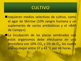 CULTIVOrequieren medios selectivos de cultivo, como el agar de Skirrow (10% sangre humana y un suplemento de varios antibióticos y el «BAP de Campy»). La incubación de las placas sembradas con estos organismos debe efectuarse en una atmósfera con 10% CO2 y 5% de O2, los cuales crecen mejor entre 37 y 42 °C por 48 horas.