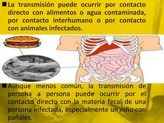 La transmisión puede ocurrir por contacto directo con alimentos o agua contaminada, por contacto interhumano o por contacto con animales infectados.Aunque menos común, la transmisión de persona a persona puede ocurrir por el contacto directo con la materia fecal de una persona infectada, especialmente un niño con pañales.