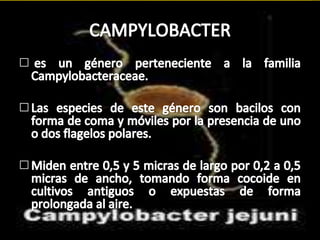 CAMPYLOBACTER es un género perteneciente a la familia Campylobacteraceae. Las especies de este género son bacilos con forma de coma y móviles por la presencia de uno o dos flagelos polares. Miden entre 0,5 y 5 micras de largo por 0,2 a 0,5 micras de ancho, tomando forma cocoide en cultivos antiguos o expuestas de forma prolongada al aire.