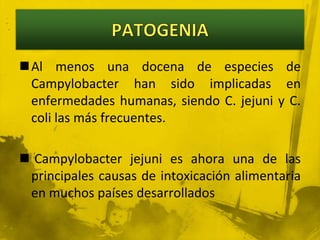PATOGENIAAl menos una docena de especies de Campylobacter han sido implicadas en enfermedades humanas, siendo C. jejuni y C. coli las más frecuentes. Campylobacter jejuni es ahora una de las principales causas de intoxicación alimentaria en muchos países desarrollados