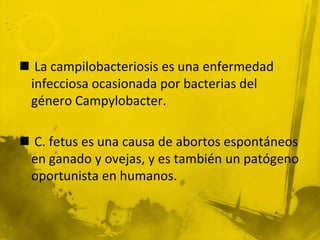  La campilobacteriosis es una enfermedad infecciosa ocasionada por bacterias del género Campylobacter. C. fetus es una causa de abortos espontáneos en ganado y ovejas, y es también un patógeno oportunista en humanos.