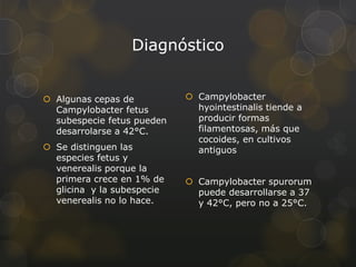 Diagnóstico


 Algunas cepas de           Campylobacter
  Campylobacter fetus         hyointestinalis tiende a
  subespecie fetus pueden     producir formas
  desarrolarse a 42°C.        filamentosas, más que
                              cocoides, en cultivos
 Se distinguen las           antiguos
  especies fetus y
  venerealis porque la
  primera crece en 1% de     Campylobacter spurorum
  glicina y la subespecie     puede desarrollarse a 37
  venerealis no lo hace.      y 42°C, pero no a 25°C.
 
