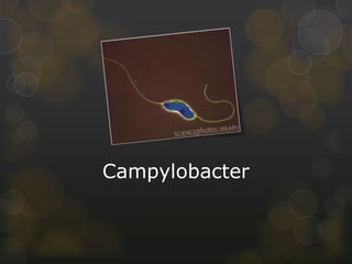 Campylobacter
 
