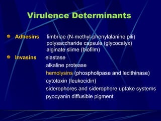 Virulence Determinants

Adhesins   fimbriae (N-methyl-phenylalanine pili)
           polysaccharide capsule (glycocalyx)
           alginate slime (biofilm)
Invasins   elastase
           alkaline protease
           hemolysins (phospholipase and lecithinase)
           cytotoxin (leukocidin)
           siderophores and siderophore uptake systems
           pyocyanin diffusible pigment
 