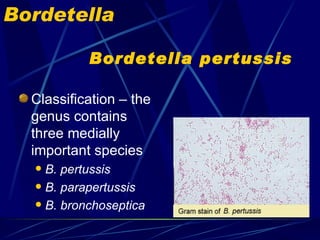 Bordetella

           Bordetella pertussis

  Classification – the
  genus contains
  three medially
  important species
   B. pertussis
   B. parapertussis

   B. bronchoseptica
 