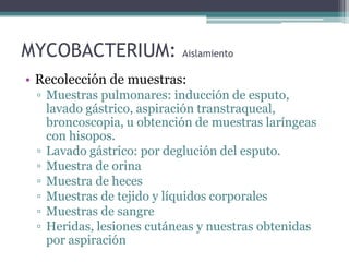 MYCOBACTERIUM: Aislamiento
• Recolección de muestras:
▫ Muestras pulmonares: inducción de esputo,
lavado gástrico, aspiración transtraqueal,
broncoscopia, u obtención de muestras laríngeas
con hisopos.
▫ Lavado gástrico: por deglución del esputo.
▫ Muestra de orina
▫ Muestra de heces
▫ Muestras de tejido y líquidos corporales
▫ Muestras de sangre
▫ Heridas, lesiones cutáneas y nuestras obtenidas
por aspiración
 
