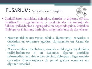 FUSARIUM: Características fisiológicas
• Conidióforos variables, delgados, simples o gruesos, cortos,
ramificados irregularmente o produciendo un manojo de
fiálidas individuales o agrupadas en esporodoquios. Conidias
(fialósporas) hialinas, variables, principalmente de dos clases:
▫ Macroconidias con varias células, ligeramente curvadas o
dobladas en extremos agudos, típicamente en forma de
canoa.
▫ Microconidias unicelulares, ovoides a oblongas, producidas
individualmente o en cadenas; algunas conidias
intermedias, con dos o tres células, oblongas a ligeramente
curvadas. Clamidosporas de pared gruesa comunes en
algunas especies.
 