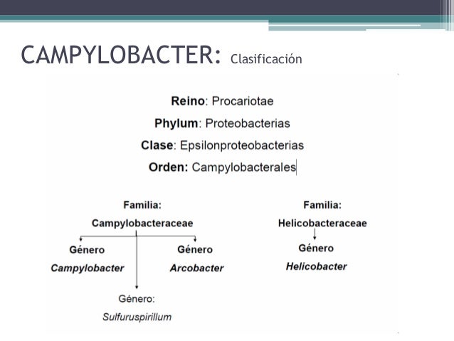 Resultado de imagen para clasificacion cientifica de campylobacter