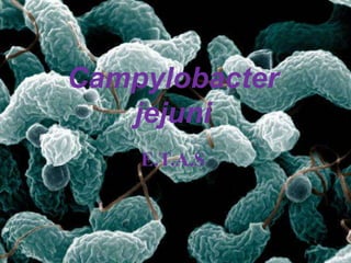 Campylobacter
jejuni
E.T.A.S

E.T.A.S

 