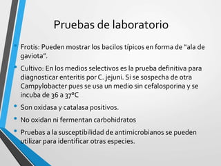 Pruebas de laboratorio
• Frotis: Pueden mostrar los bacilos típicos en forma de “ala de
gaviota”.
• Cultivo: En los medios selectivos es la prueba definitiva para
diagnosticar enteritis por C. jejuni. Si se sospecha de otra
Campylobacter pues se usa un medio sin cefalosporina y se
incuba de 36 a 37°C
• Son oxidasa y catalasa positivos.
• No oxidan ni fermentan carbohidratos
• Pruebas a la susceptibilidad de antimicrobianos se pueden
utilizar para identificar otras especies.
 