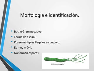 Morfología e identificación.
• Bacilo Gram negativo.
• Forma de espiral.
• Posee múltiples flagelos en un polo.
• Es muy móvil.
• No forman esporas.
 