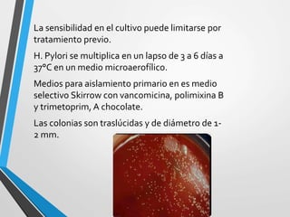 La sensibilidad en el cultivo puede limitarse por
tratamiento previo.
H. Pylori se multiplica en un lapso de 3 a 6 días a
37°C en un medio microaerofílico.
Medios para aislamiento primario en es medio
selectivo Skirrow con vancomicina, polimixina B
y trimetoprim, A chocolate.
Las colonias son traslúcidas y de diámetro de 1-
2 mm.
 