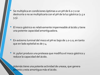 • Se multiplica en condiciones óptimas a un pH de 6.0-7.0 se
destruiría o no se multiplicaría con el pH de la luz gástrica (1.5 a
3.5).
• El moco gástrico es relativamente impermeable al ácido y tiene
una potente capacidad amortiguadora.
• En extremo luminal del moco el pH es bajo de 1.0-2.0, en tanto
que en lado epitelial es de 7.4
• H. pylori produce una proteasa que modifica el moco gástrico y
reduce la capacidad del ácido.
• Además tiene una potente actividad de ureasa, que genera
amonio y esta amortigua más el ácido.
 