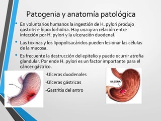 Patogenia y anatomía patológica
• En voluntarios humanos la ingestión de H. pylori produjo
gastritis e hipoclorhidria. Hay una gran relación entre
infección por H. pylori y la ulceración duodenal.
• Las toxinas y los lipopolisacáridos pueden lesionar las células
de la mucosa.
• Es frecuente la destrucción del epitelio y puede ocurrir atrofia
glandular. Por ende H. pylori es un factor importante para el
cáncer gástrico.
• -Ulceras duodenales
• -Úlceras gástricas
• -Gastritis del antro
 