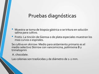 Pruebas diagnósticas
• Muestra se toma de biopsia gástrica o se tritura en solución
salina para cultivo.
• Frotis: La tinción de Giemsa o de plata especiales muestran los
moo curvos o espirales.
Se cultiva en skirrow: Medio para aislamiento primario es el
medio selectivo Skirrow con vancomicina, polimixina B y
trimetoprim
A. chocolate.
Las colonias son traslúcidas y de diámetro de 1-2 mm.
 