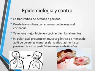 Epidemiologia y control
• Es transmitida de persona a persona.
• Puede transmitirse con el consumo de aves mal
cocinadas.
• Tener una mejor higiene y cocinar bien los alimentos.
• H. pylori está presente en mucosa gástrica de menos de
20% de personas menores de 30 años, aumenta su
prevalencia en un 40-60% en mayores de 60 años.
 