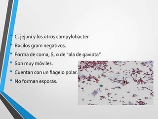 • C. jejuni y los otros campylobacter
• Bacilos gram negativos.
• Forma de coma, S, o de “ala de gaviota”
• Son muy móviles.
• Cuentan con un flagelo polar.
• No forman esporas.
 