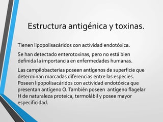 Estructura antigénica y toxinas.
Tienen lipopolisacáridos con actividad endotóxica.
Se han detectado enterotoxinas, pero no está bien
definida la importancia en enfermedades humanas.
Las campilobacterias poseen antígenos de superficie que
determinan marcadas diferencias entre las especies.
Poseen lipopolisacáridos con actividad endotóxica que
presentan antígeno O.También poseen antígeno flagelar
H de naturaleza proteica, termolábil y posee mayor
especificidad.
 