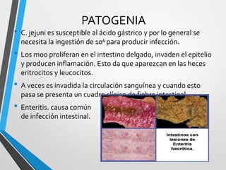 PATOGENIA
• C. jejuni es susceptible al ácido gástrico y por lo general se
necesita la ingestión de 10⁴ para producir infección.
• Los moo proliferan en el intestino delgado, invaden el epitelio
y producen inflamación. Esto da que aparezcan en las heces
eritrocitos y leucocitos.
• A veces es invadida la circulación sanguínea y cuando esto
pasa se presenta un cuadro clínico de fiebre intestinal.
• Enteritis. causa común
de infección intestinal.
 
