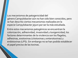 Los mecanismos de patogenicidad del
género Campylobacter aún no han sido bien conocidos, pero
se han descrito ciertos mecanismos realizados en la
especie Campylobacter jejuni por ser la más estudiada.
Entre estos mecanismos patogénicos se encuentran la
colonización, adhesividad, invasividad y toxigenicidad; los
factores determinantes de la virulencia son los flagelos,
adhesinas, exotoxinas (citotoxinas y enterotoxinas) y
endotoxinas (LPS). Sin embargo no se han podido establecer
el papel preciso de las toxinas.
 