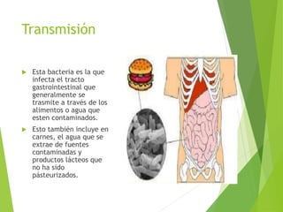 Transmisión
 Esta bacteria es la que
infecta el tracto
gastrointestinal que
generalmente se
trasmite a través de los
alimentos o agua que
esten contaminados.
 Esto también incluye en
carnes, el agua que se
extrae de fuentes
contaminadas y
productos lácteos que
no ha sido
pásteurizados.
 