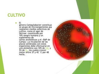 CULTIVO
 El
género Campylobacter constituye
un grupo de microorganismos que
requieren medios selectivos de
cultivo, como el agar de
Skirrow -constituido por
10% sangre humana y un
suplemento de
varios antibióticos y el «BAP de
Campy».La incubación de las
placas sembradas con estos
organismos debe efectuarse en
una atmósfera con 10% de CO2 y
5% de O2, los cuales crecen
mejor entre 37 y 42 °C por 48
horas.
 