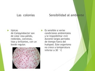 Las colonias
 típicas
de Campylobacter son
de color rosa pálido,
redondas, convexas,
lisas y brillantes, con un
borde regular.
Sensibilidad al ambiente
 Es sensible a varias
condiciones ambientales
y le imposibilitar vivir
durante largos periodos
de tiempo fuera del
huésped. Este organismo
no crece a temperatura
inferior a 30 ° C
 
